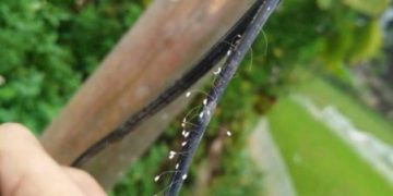 Hoa Ưu Đàm 3000 năm mới nở mọc trên sợi cáp quang Viettel